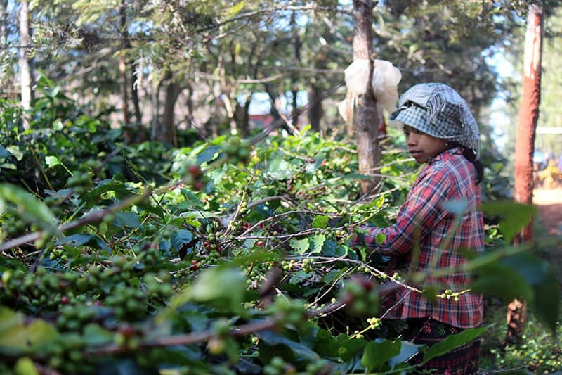 Myanmar Ngu Shwelli SL34 --notes of sweet stewed plums, green apple and toffee