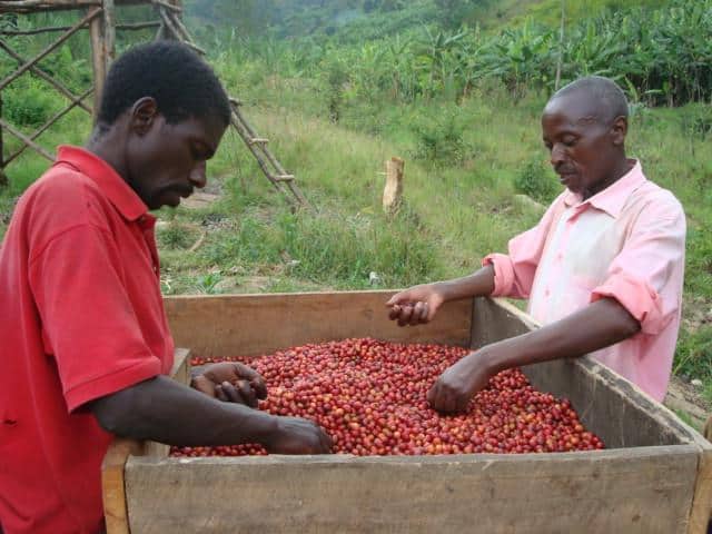 IMG_6085-1024x683-2|brazil-green-coffees|vendo-finca-la-albania-armeniaq-D_NQ_NP_921293-MCO25670159807_062017-F|P5100188_864x640|IMG_6085-1024x683|25675417_1349779288465784_1850855601_n|DSC04083