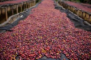 coffee was from Central America|Ethiopia-Harrar-Coffee-Cherries-on-Raised-Drying-Beds