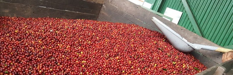 Los Robles- Costa Rican Coffee with Hints of Blackberry, Pomegranate, and Cranberry