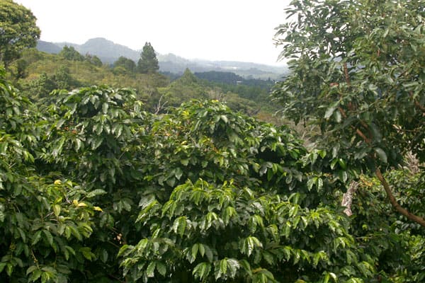 cofe|Finca San Francisco - Guatemalan Coffee|Finca San Francisco - Guatemalan Coffee|Finca San Francisco - Guatemalan Coffee