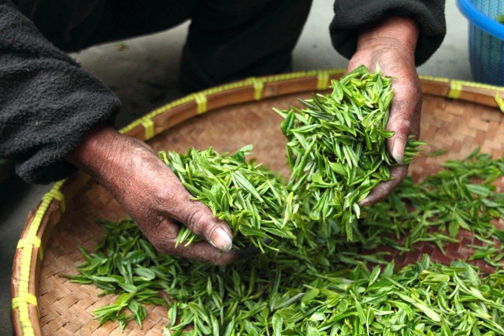 The Origins of Black Tea: Where Does Your Favourite Drink Come From?